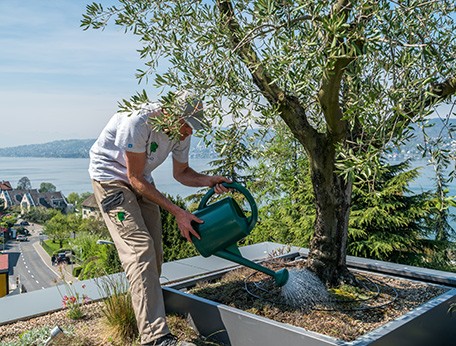 Berger Gartenbau Gartenpflege