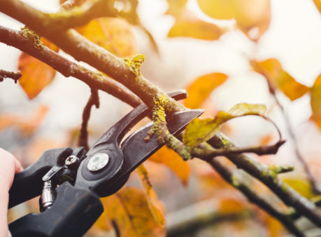 Winterschnitt Berger Gartenbau