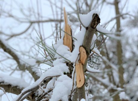 Schneelastschäden an den Bäumen