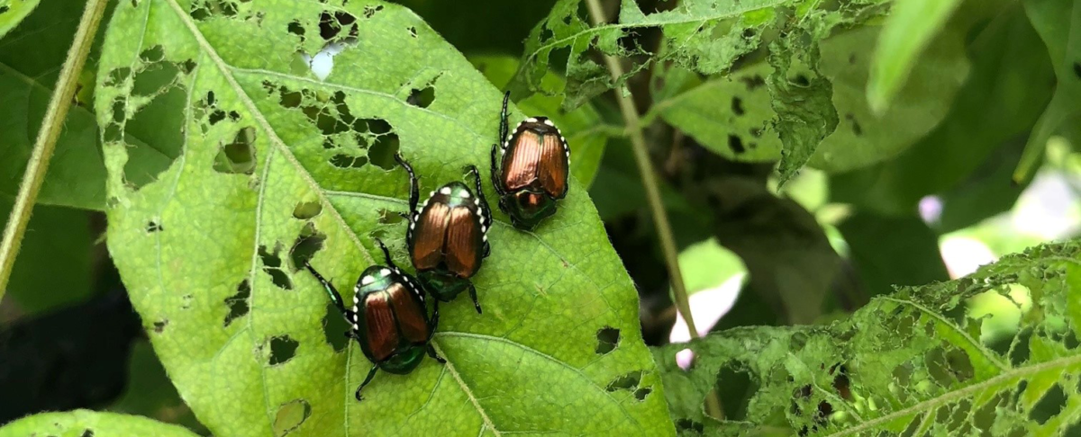 Japankäfer im Garten: einsammeln, fotografieren, melden