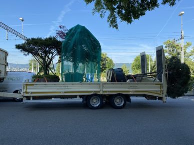 Transport von Bäumen